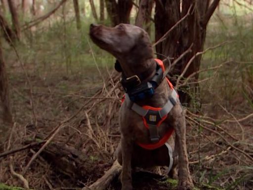 找尋澳洲瀕危真菌茶樹手指 偵查犬肩負拯救重任