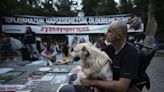 Turkey plans to regulate a large stray dog population, raising some fears about mass killings