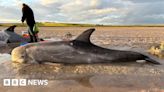 Island residents save dolphins after mammals wash ashore