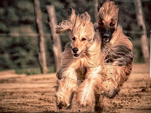 Razas de perros: características y necesidades del Afgano