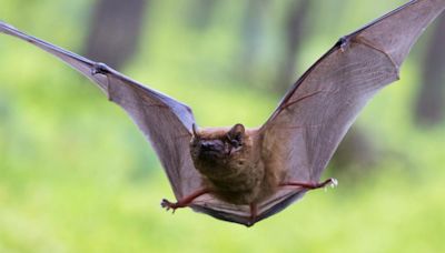 El vuelo de los murciélagos abre la puerta a desarrollos de drones más sofisticados