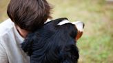 Sala IV ordena a MEP permitir a alumno autista ir a clases con perro de asistencia