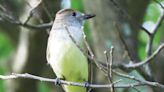 Head deep into the woods to see, hear the songbirds | Times News Online