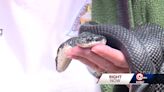 2-headed snake captivating visitors at Burr Oak Woods Nature Center