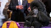 #TheMoment Sage the poodle won the Westminster Dog Show