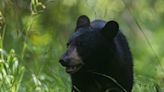 Plainfield police kill aggressive bear roaming the city