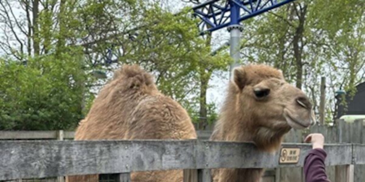 Feds cite Cedar Point petting zoo after 2 camels, 15 goats escape