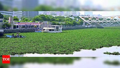 Water hyacinth infestation disrupts operations of popular floating restaurant on Sabarmati River | Ahmedabad News - Times of India