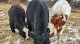 NJ vegan animal sanctuary takes in three neglected bulls from Long Island