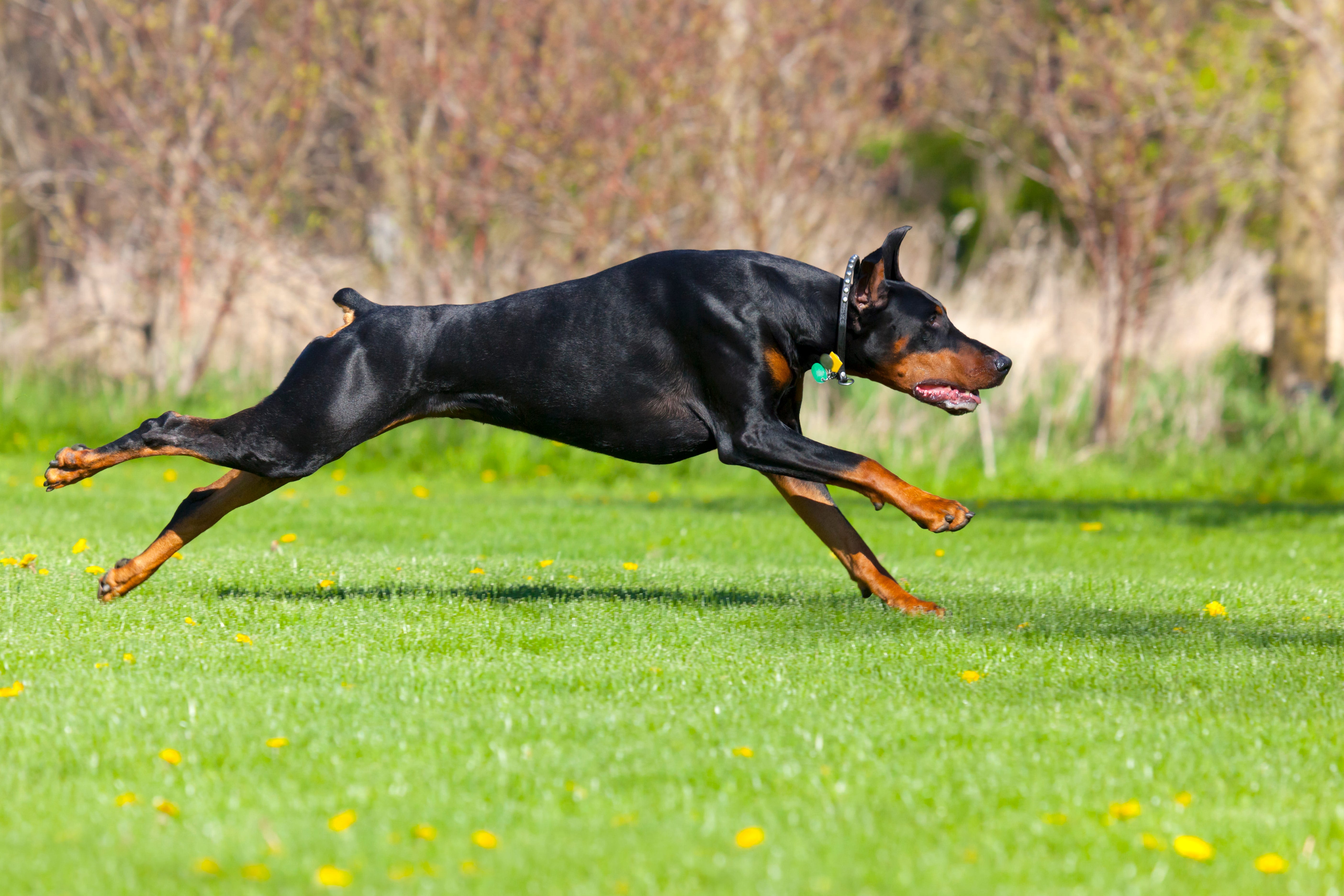 Is it legal to eat dogs in US? No, Trump made that a law when he signed 2018 Farm Bill