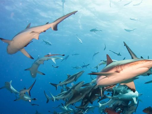 Cuántos ataques de tiburones se han registrado en España y dónde han ocurrido