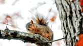 More than 1,700 BWL customers lost power Monday because of squirrel