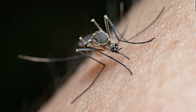 Louisiana health department shares tips on how to prevent mosquito-borne illnesses this summer