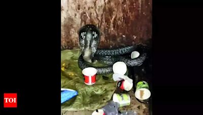 King Cobra Slithers into Police Station, Raises Hood | Ghaziabad News - Times of India