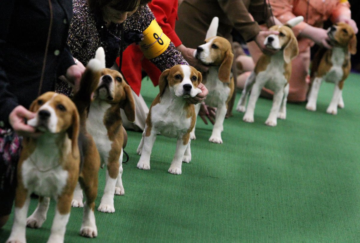 Virginia dog breeder ordered to pay record $35M fine after 4K beagles rescued