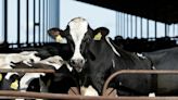 US government will require more testing, tracking of bird flu in dairy cows