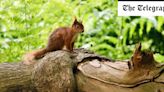 The last places in Britain to see red squirrels