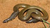 Scientists discover new species of shield-tail snake in Western Ghats’ Meghamalai-Munnar landscape