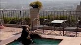 A bear tried to beat the sweltering heat by lounging in a California homeowner's jacuzzi
