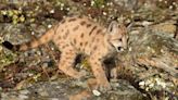 Two Rescue Puma Cubs Arrive at Philadelphia Zoo After Their Mother Tragically Passed Away