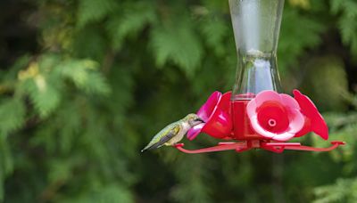 How To Keep Bees Away From Your Hummingbird Feeders