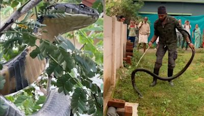 Watch: Karnataka Snake Catchers Remove 12-Foot King Cobra From House