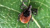 Wisconsin scientists continue to seek tick collections from citizens as summer begins