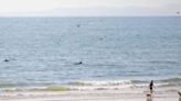Dolphins caught on camera just metres from beach at Welsh seaside town