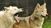 Telford Zoo putting focus on European wolf conservation with two-day celebration