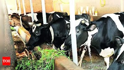 Rise in Cattle Thefts Causes Concern Among Farmers in Kallapur | Hubballi News - Times of India