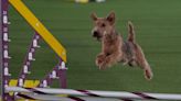 Exeter woman to judge terriers at prestigious Westminster Kennel Club Dog Show