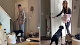 Dog owner's way of introducing new pet to friends has internet in stitches