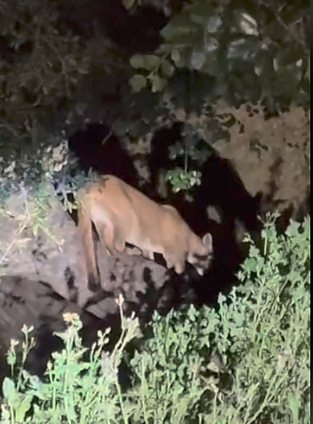 Commentary: Looks like there’s a new mountain lion in Griffith Park. Let’s try not to kill him