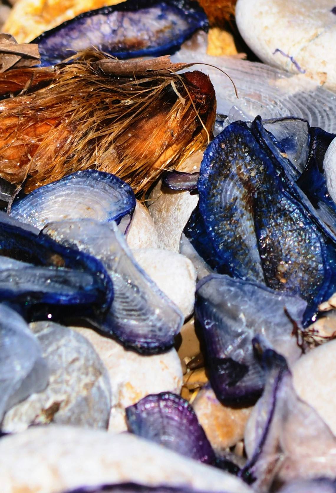 Sun-gobbling blue blobs are taking over Southern California shorelines. What to know