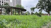 桃建商建公園管委會卻不接手 「黑牌公園」沒人管影響觀感