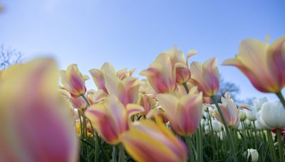 Tulip Time continues — but largely without tulips