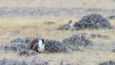 BLM presents potential plans to support greater sage-grouse