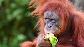 Malaysia plans to introduce ‘orangutan diplomacy’–minister