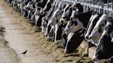 Michigan reports another person working with cows got bird flu, the third US case this year