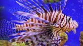 Predator in Paradise: Lionfish’s Rapid Invasion of the Mediterranean Sea