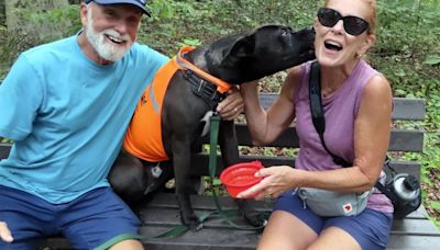 Una iniciativa que da esperanza: cómo los paseos y excursiones ayudan a los perros de refugio