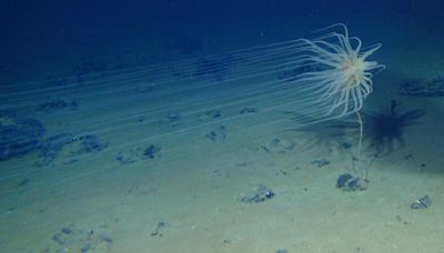 Un "oxygène noir" fabriqué dans les abysses de l'océan Pacifique a été découvert