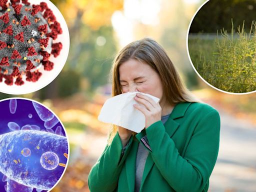 'Autumn sneezing syndrome', Covid XEC strain or 100-day-cough? The signs to know