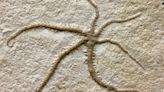 Stunning 150-Million-Year-Old Fossil Shows a Brittle Star Cloning Itself