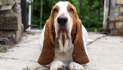 Basset Hound Cops an Attitude When Mom Catches Him with Stolen Potato