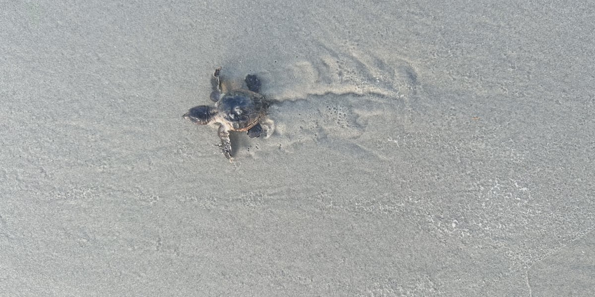 Keep an eye out for Suncoast sea life this Memorial Day