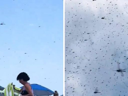 'Out Of Horror Movie': Video Shows Massive Dragonfly Swarm Taking Over Rhode Island Beach - News18