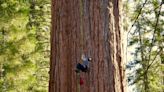 Video: Scientists climb California’s General Sherman Tree, largest tree on Earth