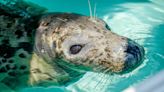 Block Island is a popular place for seals. Here's what happens when one needs rescuing.