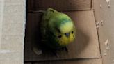Bird named Budge Lightyear after it was found at space centre looking for owner